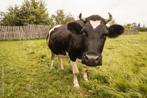 Cow on the grass
