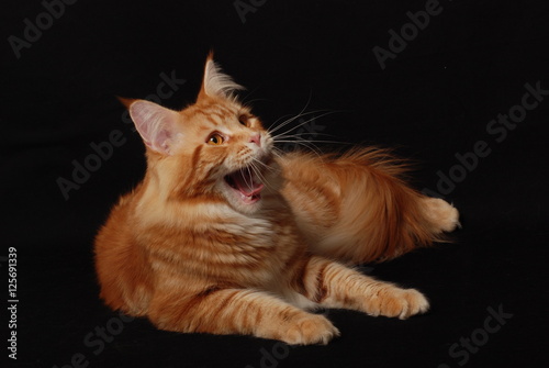 Red Maine coon cat photo