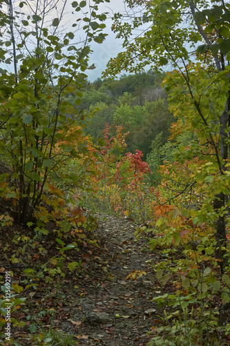 Narrow path in motley autumn forest.