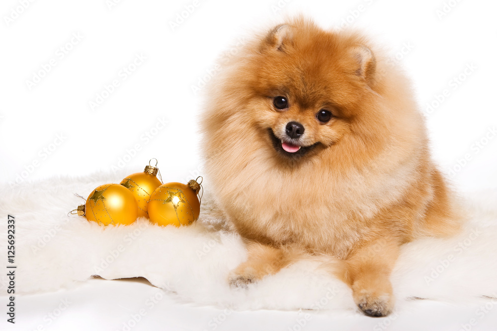 Obraz premium Red spitz dog (isolated on white)