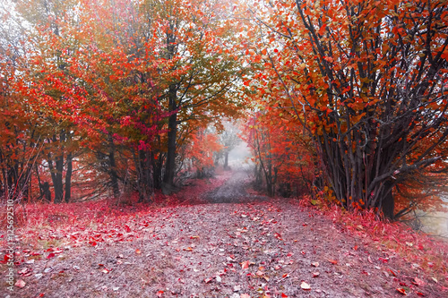 Foggy road in the red autumn forest