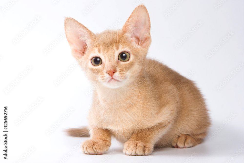 Ginger kitten Abyssinian (isolated on white)