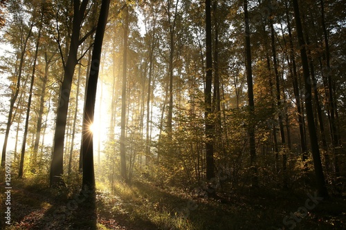 Autumn deciduous forest at sunrise