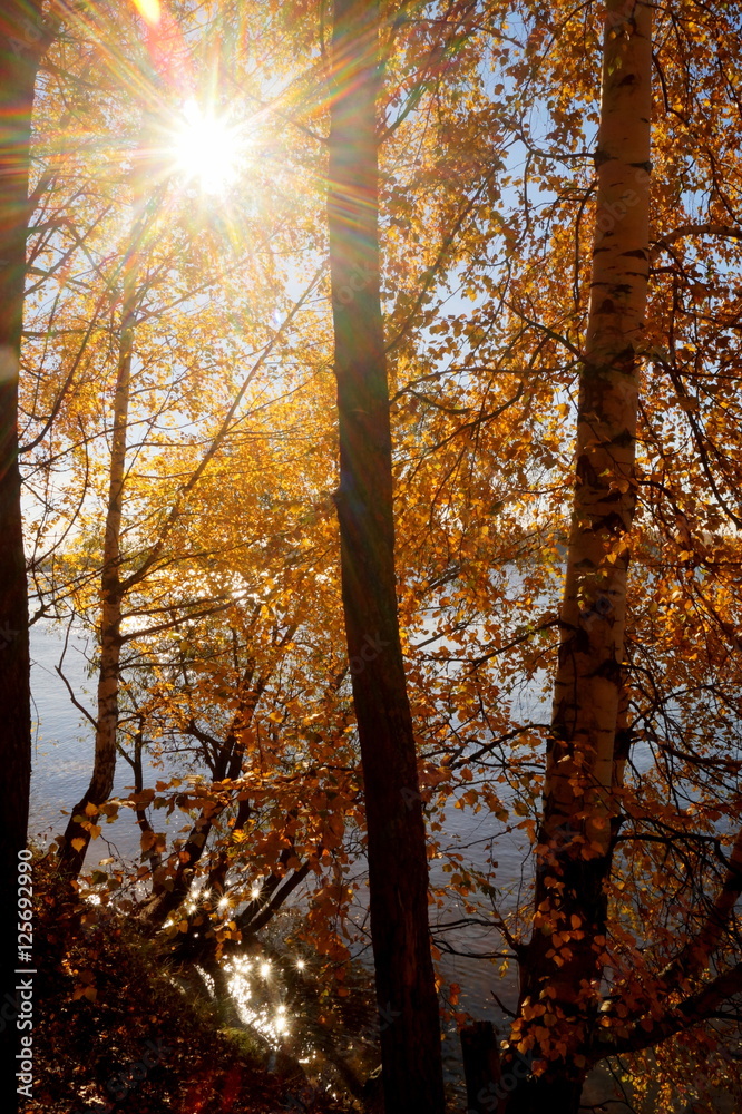 Fototapeta premium Sun in autumn landscape with trees