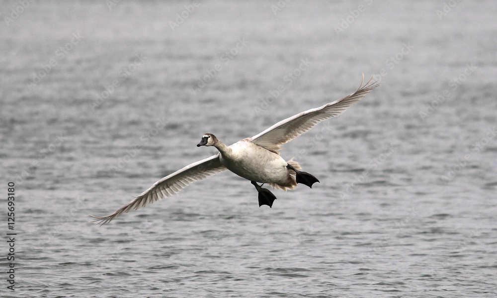 Mute Swan flying over the River Danube at Zemun in the Belgrade Serbia. Mute Swan flying over the River Danube at Zemun in the Belgrade Serbia.