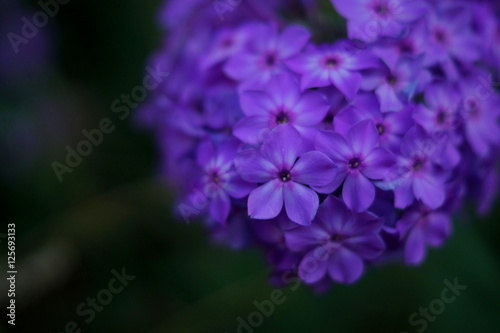 Macro purple flower in th dark