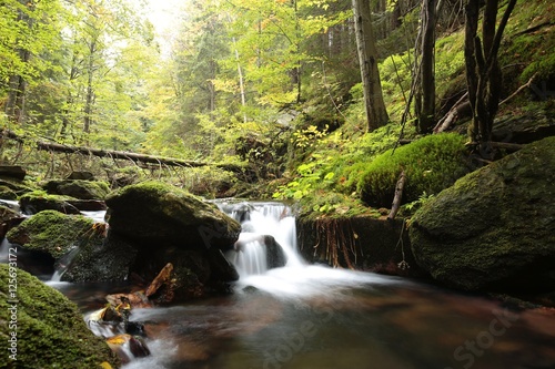 Forest stream in early autumn
