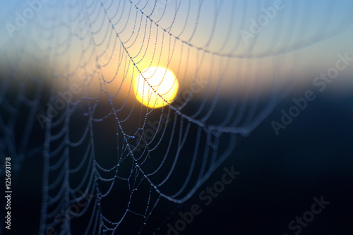 Macro pider web with sun photo