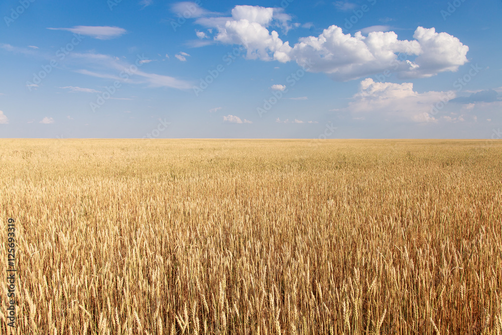 wheat field on the background cloudy sky wheat field on the background cloudy sky