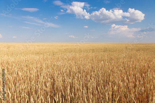 wheat field on the background cloudy sky