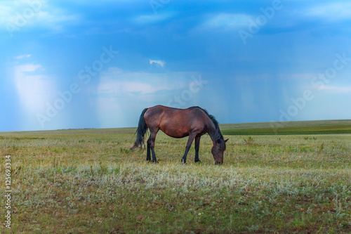 Bay horse grazing in the meadow on the background of blue sky