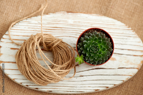 Succulent in a pot, on a background of burlap and distressed white-washed wood, next to a bunch of brown Kraft rope