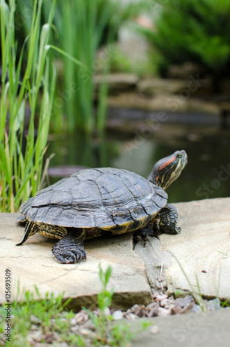 big walking turtle