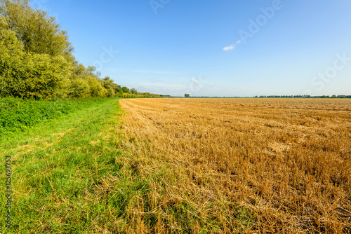 Cereal stubble field on a sunny day in the summer season
