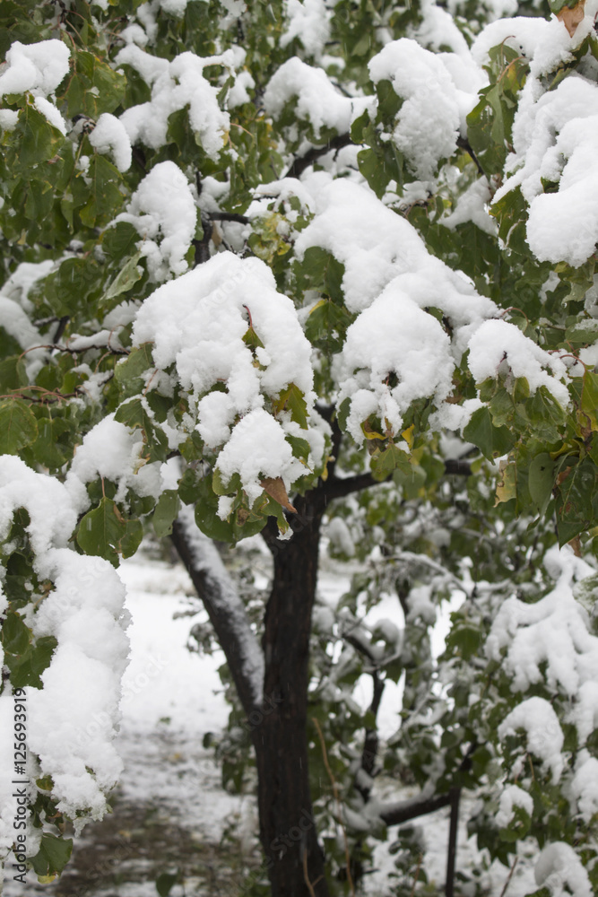 snow on the tree