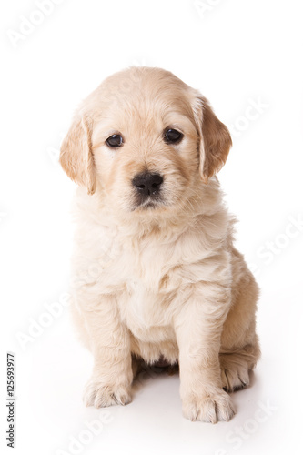 Puppy golden retriever dog (isolated on white)