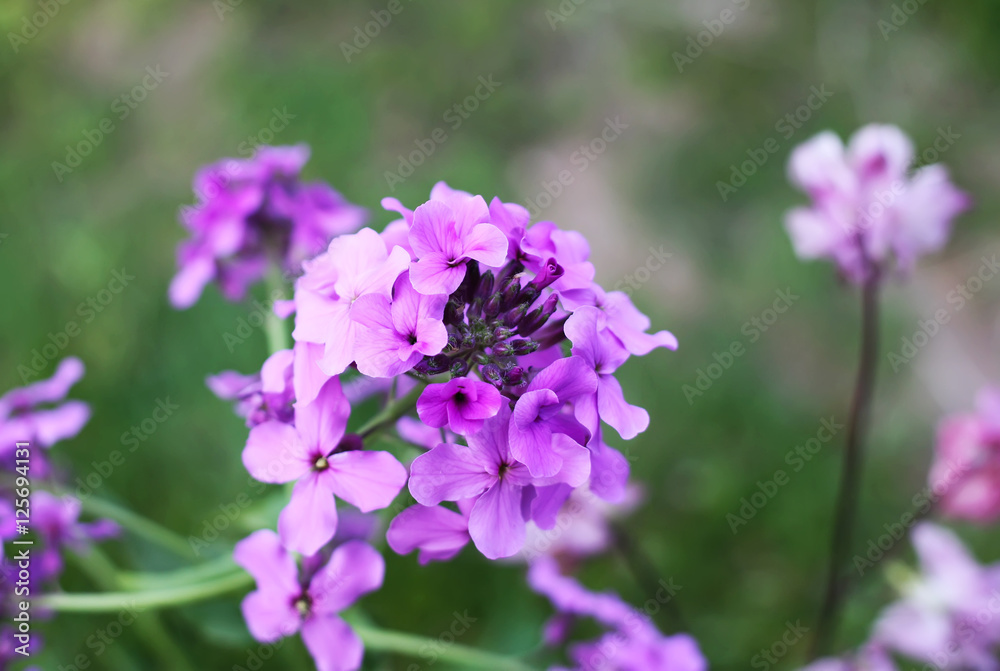 Purple summer phloxes