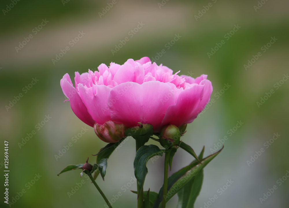 Blooming peony flower Blooming peony flower