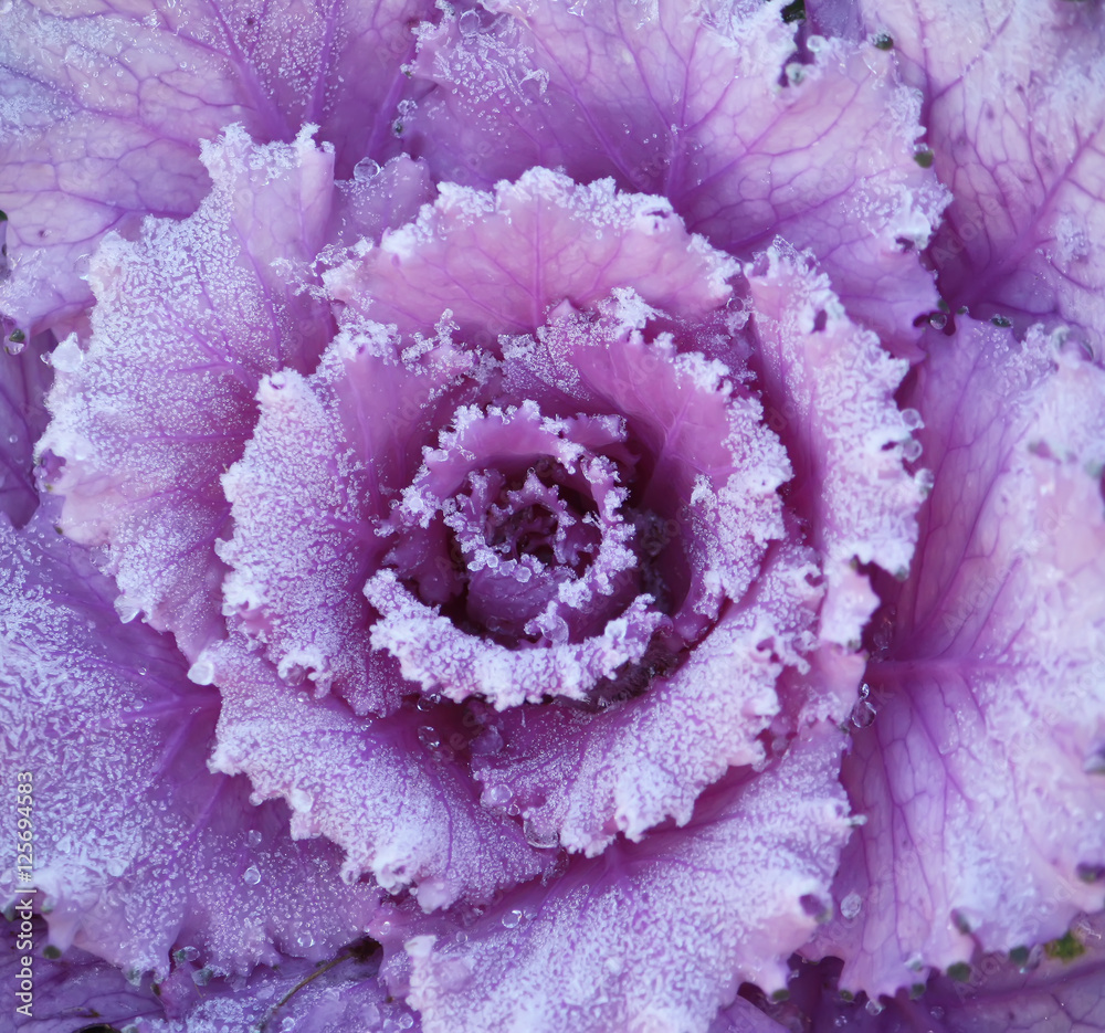Purple ornamental decorative flowering cabbage Purple ornamental decorative flowering cabbage