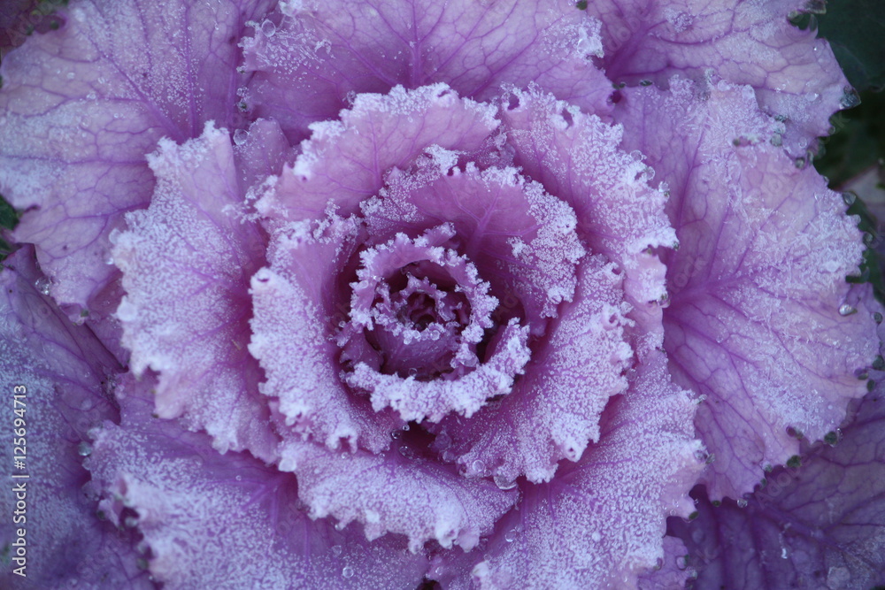 Purple ornamental decorative flowering cabbage
