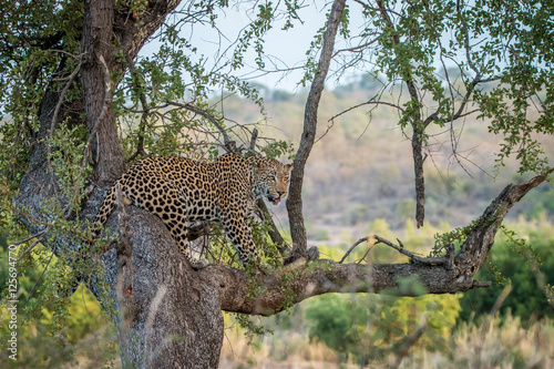 Leopard looking out of a tree.