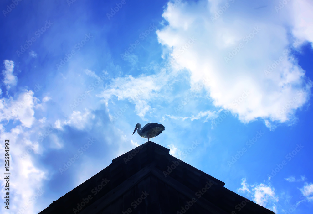 White stork on the roof