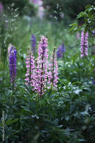 Wild blue lupinus