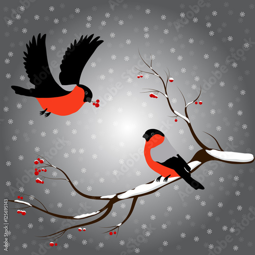 Bullfinch on rowan branch, snow, merry christmas, gray background. Winter vector illustration