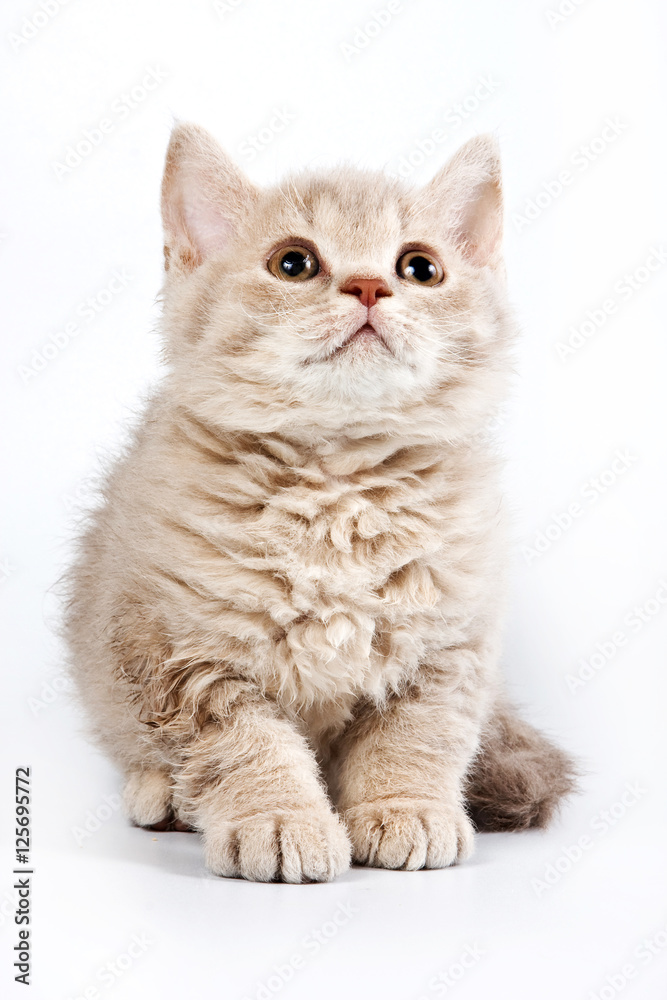 Funny kitten British cat (isolated on white)
