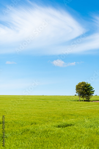 Weizenfeld mit Baum und einer Wolke am blauen Himmel, Jütland, Dänemark