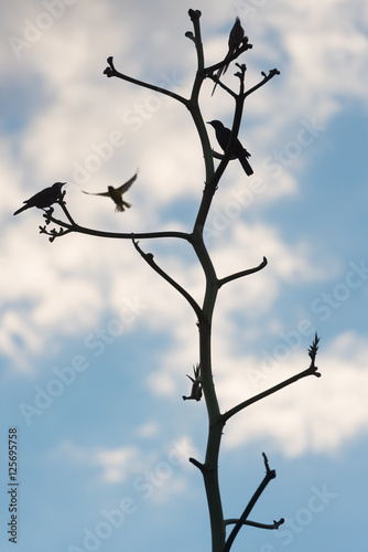 Vogelsilhouetten an   sten eines kargen Baumes  Windhoek  Namibia