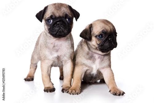 Two pug puppy  isolated on white background 