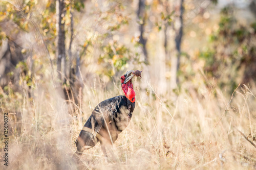 Southern ground hornbill with a Rain frog kill. photo