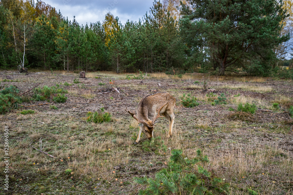 Deer on a meadow in a forest in wildlife refuge Deer on a meadow in a forest in wildlife refuge