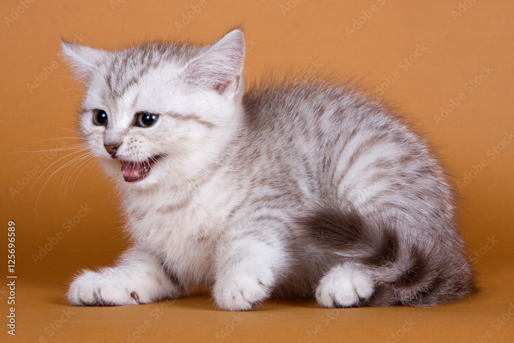 Kitten British cat on a red background