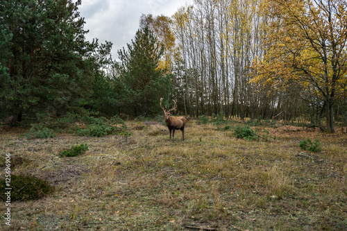 Deer on a meadow in a forest in wildlife refuge