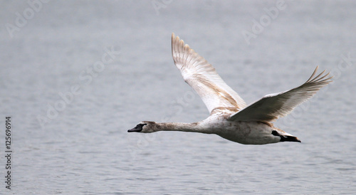 Mute swan flying over the River Danube at Zemun in the Belgrade Serbia