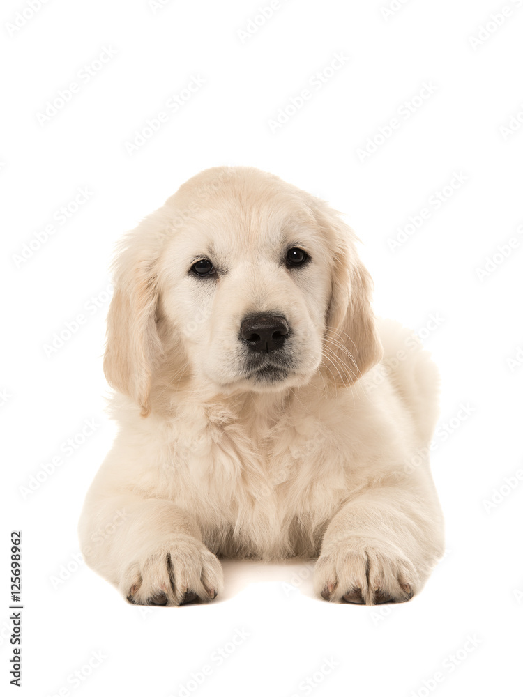 Cute golden retriever puppy lying down facing the camera isolated on a white background Cute golden retriever puppy lying down facing the camera isolated on a white background