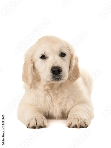 Cute golden retriever puppy lying down facing the camera isolated on a white background