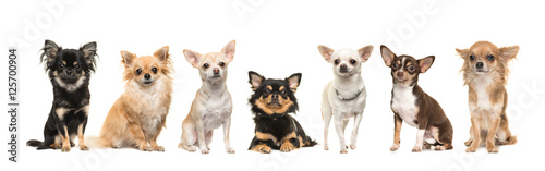 Group of seven cute chihuahua dogs facing the camera isolated on a white background
