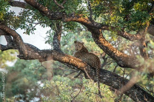 Leopard laying in a tree.