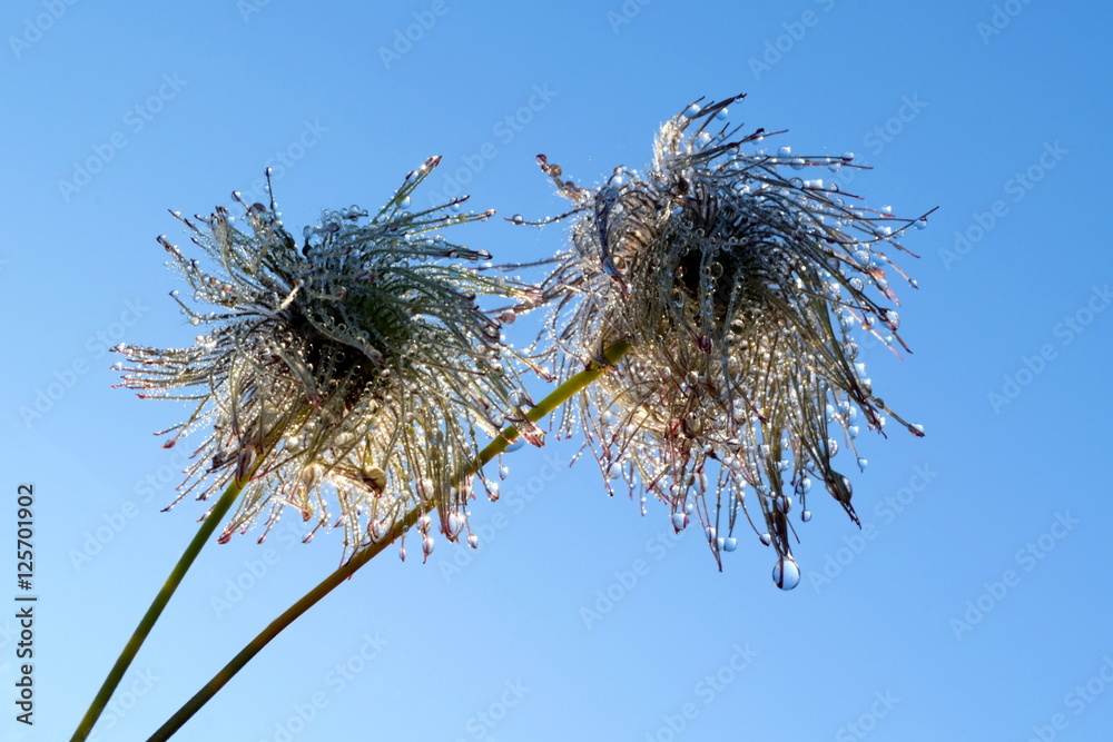 Hairy heads of autumn flowering clematis (also known as Old man's beard and Traveller's Joy)