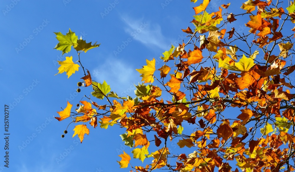A close-up image of colourful Autumn leaves. A close-up image of colourful Autumn leaves.