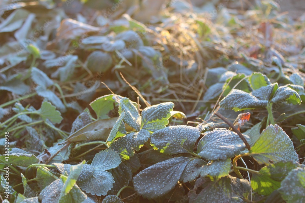 Fototapeta premium Morning frost