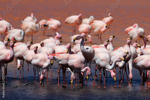 James flamingos, phoenicoparrus jamesi, also known as the puna flamingo, are populated in high altitudes of andean mountains in Peru, Chile, Bolivia and Argentina
