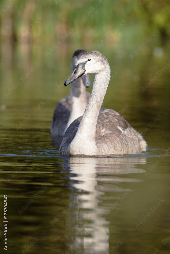 Fototapeta premium Mute Swan, Swans, Cygnus olor