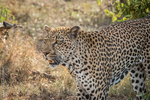 Side profile of a Leopard.