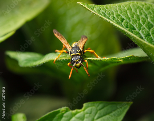 Wasp in garden