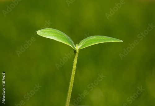 Seedling over green photo