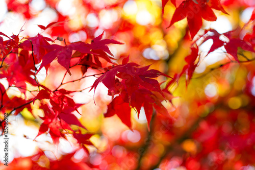 Red leaves of Acer tree in Autumn. Backlit medium close-up with shallow depth of field.